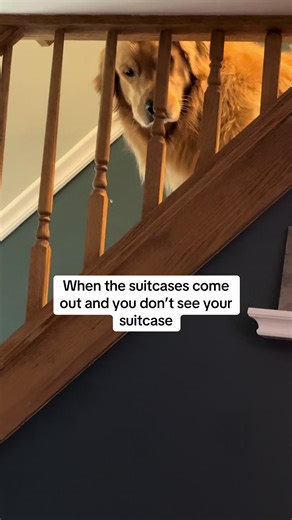 The betrayal in his eyes is real #dogsoftiktok #goldenretriever #fyp | golden retriever