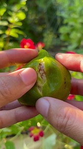 Desert King Fig 😋 | Learn To Grow