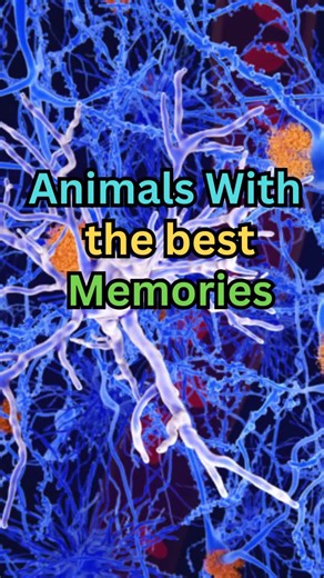 3 Animals that are Smarter then Humans #animals #facts #education