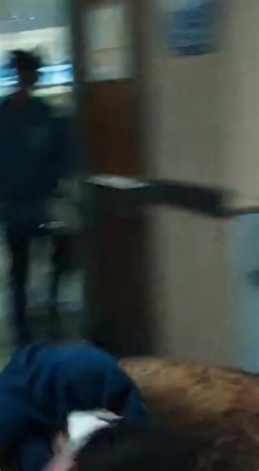 My Dead Husband’s German Shepherd Burst Into The ER Carrying A Child on His Back. When I Saw The Collar, I Froze—That Dog Was Supposed To Be buried Six Feet Under. Chapter 1: The Ghost in the Rain The automatic doors of Oakhaven General’s ER hissed open, letting in a violent gust of freezing Oregon rain that smelled like ozone and wet asphalt. I didn’t bother looking up from the triage desk. It was 3:15 AM on a Tuesday—the dead center of the "witching hour." The Friday night bar fights had long 