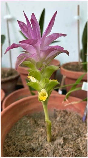 Wait… These Aren’t Petals? 🌿😮 | Curcuma Growth 🌱| Feb-April Journey | #plantlover #spring