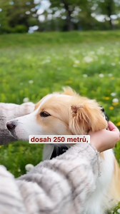 11 reactions | 瑩 Pes tahá na vodítku, nereaguje na přivolání a...