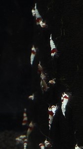 Are Crystal Red Shrimp hard to care for? 🤔 Let’s dive in and find out! From their water parameters to tips on keeping them happy and healthy, lets walk you through everything you need to know about these beautiful shrimp. 🦐✨ Got questions? Drop them below, and let’s get those tanks Crystal Red-ready! 👇 Check out CRS 👉 https://bit.ly/4f1UBTz Other Helpful Links: 🦐 Shop our Shrimp: https://bit.ly/3Qx3uKY 🐡 Shop our Fish: https://bit.ly/3Gw0fxm collections/all-nano-fish 🌱 Live Aquarium Plant