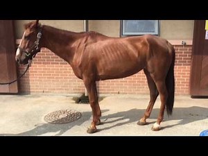 Equine Motor Neuron Disease