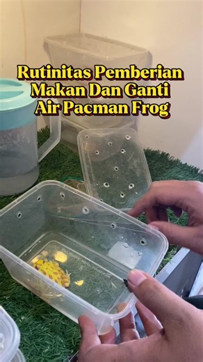 Rutinitas bersama pacman frog🐸🤩 #pacmanfrog #pacmanlucu #kodokpacman