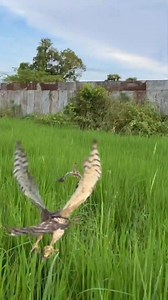 Hawking #birds #hawks #falcons #shorts | AmericanEagle