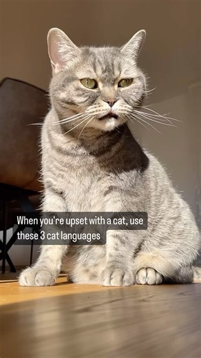 Hitting your cat is never a solution, if you need to teach them try using the sounds but never ! hit them: 1. Trust and Bond: Cats are sensitive creatures, and physical punishment erodes the trust and bond between you and your feline friend. A loving, respectful relationship is built on trust, not fear. 2. Behavioral Issues: Hitting can lead to anxiety, aggression, and other behavioral problems in your cat. Instead of addressing issues, it can exacerbate them. 3. Fear and Stress: Cats can’t unde