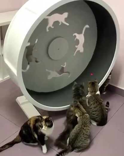 Как научить кота бегать по беговому колесу: пошаговое руководство