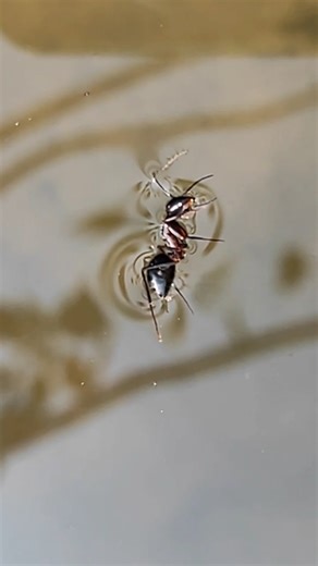 Fire Ant || Rescued from Drowning #shorts #nature #trending #explore