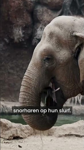 Waarom olifantenslurfen zo gevoelig zijn