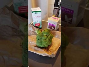 Preparation canaris reproduction 2020