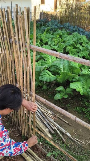 Build a fence with bamboo - so beautiful!