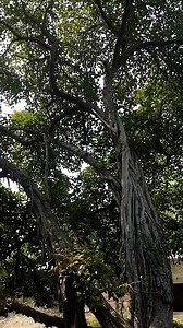 🌳🌳🇵🇰🌳 Biggest tree of Pakistan 🌳🇵🇰 🌳🌳 پاکستان کا سب سے بڑا درخت اور ایشیا میں دوسرے نمبر پر بڑا درخت ھے جو ضلع سرگودھا کی تحصیل کوٹ مومن کے شہر مڈھ رانجھا سے 2 کلو میٹر کے فاصلے پر موجود ھے۔۔ جو آج سے تقریبا 700 سو سال پہلے لگایا گیا۔ اب اس درخت کا رقبہ 24 کنال 13 مرلے ھے۔ ✔ یہ صرف اور صرف ایک درخت ہی ہے۔ یہ نہ تو لوگوں کی منتے مرادیں پوری کر سکتا ہے نہ ہی کوئی نفع و نقصان پہنچا سکتا ہے۔ حاجت روا ، مشکل کشا ،نفع و نقصان کا مالک صرف اور صرف اللہ تعالی کی ذات ہے۔ اس درخت کو بنانے والی ذا