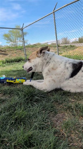 Meet Scout a Australian Cattle Dog currently available for adoption! 4/6/2026 3:02:44 PM