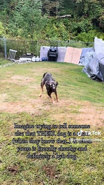 Navigating Dog Ownership Etiquette on Social Media