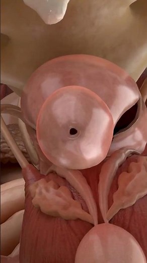 A Journey Through the Human Body 🔬