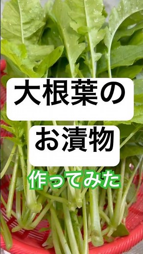 【#Daikon】I tried making #pickles with the leaves. #Homegarden #Daikon #Pickles
