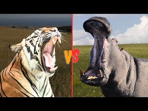 TIGER VS HIPPOPOTAMUS-Who would win a fight?