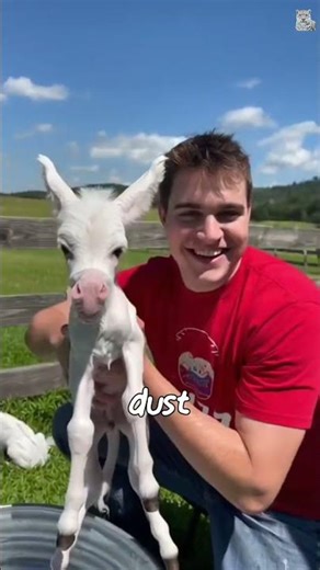 Bathing little white donkeys 😍🫏#cuteanimals #animalsanctuary #minidonkeys #donkyplanet