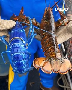 12M views · 53K reactions | This fisherman came across a very very rare blue lobster  | UNILAD | Facebook
