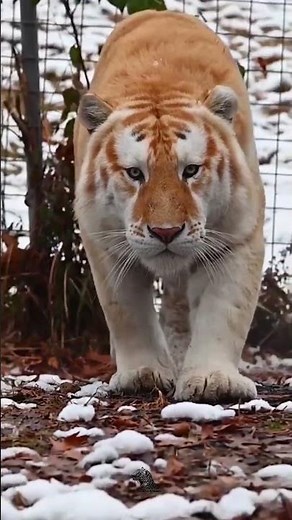 Golden Tabby Tiger – The Rare Golden Beauty of the Wild 🐅✨