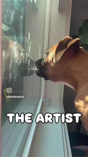 Spring Cleaning with My Boxer Puppy