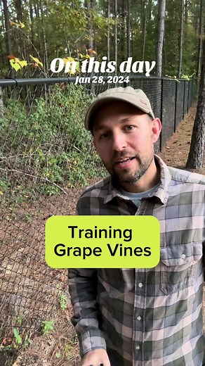 Grapevine Training Techniques Over Three Years