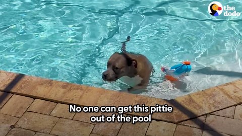 Pittie Refuses To Get Out Of The Pool