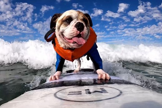 Surfing bulldog hangs ten in San Diego