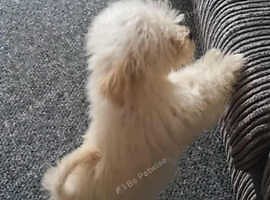 Poochon puppy's males - £400