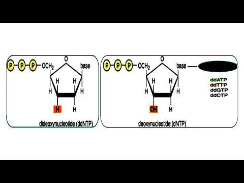 Principle of Sanger Sequencing Method
