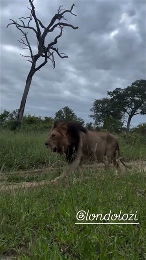 Gijima Male Lion after chasing Styx Male Lion | #lion #wildlife #shorts