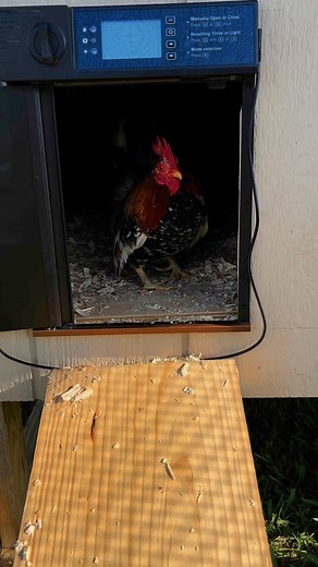 If you’ve never seen a chicken go down a slide… 😂 What a stud! Heihei made me giggle #texas #farmlife #chicken #slide #rooster | Shishana Barnhill
