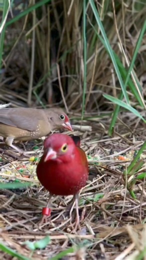 7.1K views · 214 reactions | Is this the end for african finches in the U.S ? | Paradise Aviary | Facebook