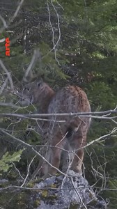 12K views · 222 reactions | Der Luchs ist die größte Raubkatze Europas und für das Ökosystem Wald unverzichtbar. Doch durch uns Menschen ist die Art stark bedroht. Die Doku ➡ "Luchs" folgt dem Alltag einer Luchsfamilie und zeigt, wie wichtig die Rolle der Raubkatze für das Ökosystem ist. Die Doku findet ihr jetzt auf arte.tv https://so.arte/Luchs | Arte | Facebook