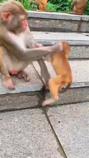 3.6M views · 46K reactions | 196_840_mum educate children #monkey #pet #monkeys #monkeyshoulder #monkeyseemonkeydo #monkeysofinstagram | Wild Monkey | Facebook