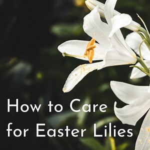 A Basic Guide to Easter Lily Care