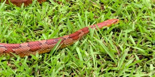 Here’s what to do if you see a snake in your yard