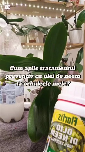 Cum aplic tratamentul cu ulei de neem la orhideele mele? #phalaenopsisorchid #phal #orhid #phalaenopsislover #uleideneem