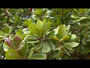 Almond Tree - Seven Cups - Tree in the Backlands