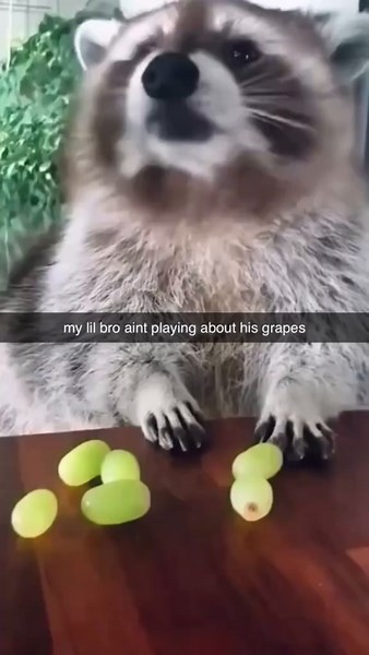 Cute Raccoon Enjoys Food in Funny TikTok Moments
