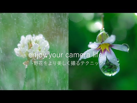 【マクロレンズで身近にある野花を美しくテクニック撮影】Beautiful technique shooting of wild flowers around you with a macro lens
