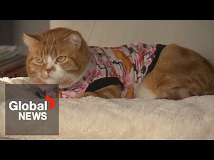 Cat survived abuse and now wears sweaters to protect severe burn scars