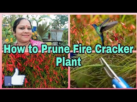 How to Prune Fire Cracker Plant||Russelia/fountainbush/Coral plant pruning #creatingforindia