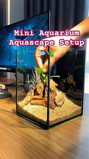 Mini Aquarium Aquascape Setup | Small Tank Big Nature Vibes #fishtank #aquascape #shortsfeed #fyp