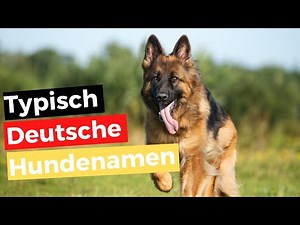 Deutsche HUNDENAMEN: männlich und weiblich, mit Bedeutung | Dogco.de