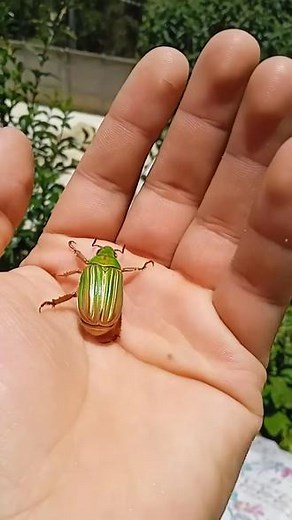 芜湖 起飞！ 漂亮的绿甲虫起飞！#甲虫 #beetle #观察昆虫