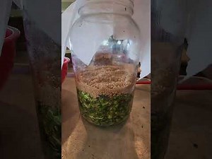 Here is a full video how to make and apply FPJ - fermented plant juice from start to finish.