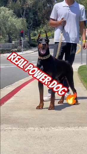 American Doberman Power 🔥 Ultimate Muscle Dog #shorts#dog #dogshorts