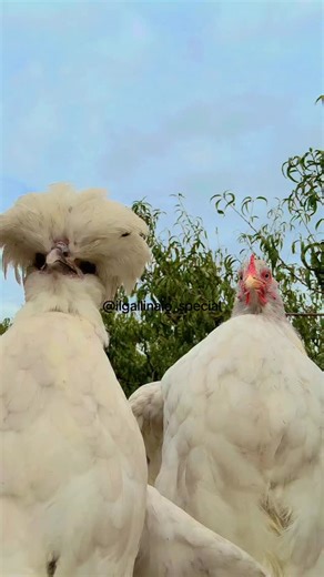 63K views · 98K reactions | Oggi giornata un po buia, ma sempre a ritmo!論  #music #dance #chicken #funny | Ilgallinaiospecial | Facebook